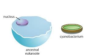 Origin of chloroplasts [upl. by Chouest]