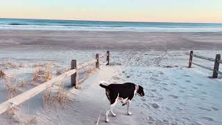 OCEAN CITY NJ BEACH AND COONHOUND [upl. by Rafaello216]