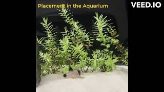 Rotala rotundifolia perfect beginner tank plant [upl. by Aryc]