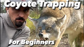 Coyote Trapping for Beginners [upl. by Llerdnam]