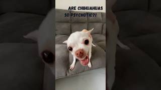 why are chihuahuas so psychotic youtubeshorts viral chihuahua viralvideo dogs [upl. by Harifaz]