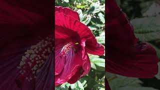 Hibiscus in the Summer Gardens [upl. by Nilesoy774]