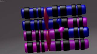 PROPHASE Ic Pachytene amp MOSAIC CHROMOSOMES [upl. by Curt229]