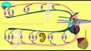 VASOCONSTRICTION DIRECTING BLOOD FLOW [upl. by Eymaj254]