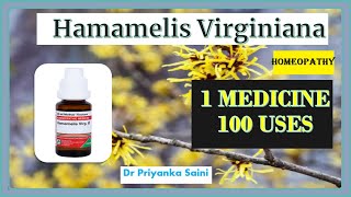 Hamamelis Virginiana Homeopathic Medicine  1 Medicine 100 uses  piles drpriyankashomeopathy [upl. by Nishom]