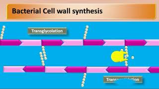 mechanism of action of cephalosporins [upl. by Feodore]