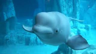 Beluga at the Oceanografic  Aquarium in Valencia [upl. by Dardani]