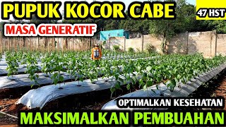 🔴 PUPUK KOCOR CABE MASA GENERATIF OPTIMALKAN KESEHATAN MAKSIMALKAN PEMBUAHAN petanicabesubang [upl. by Blader631]