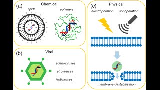 Nonviral vectors for gene therapy [upl. by Ennael216]