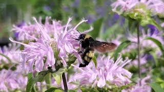 Backyard Bumblebees on Bee Balm [upl. by Zennas]