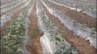 Cucumber Crop in Jodhpur Rajasthan MythicalRobloxYT [upl. by Grote]