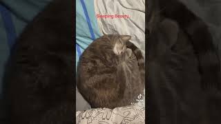 Sleeping Beauty cat catspaw catshorts cute cutepaws [upl. by Nonaihr]