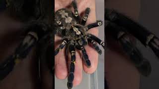 Poecilotheria metallica female [upl. by Mildrid]