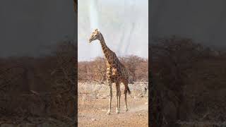 A variety of Animals at Etosha National Park Namibia [upl. by Arak]