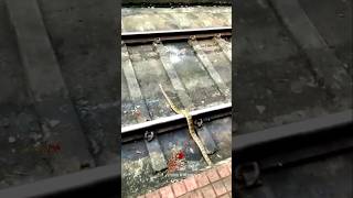 ദ ഹാർട്ട് ബ്രേക്ക് 💔 The Snake gets hit by A train indianrailways shorts train snake [upl. by Nyvets534]