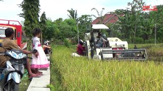 KOMBI SAWAH MENJADI TONTONAN GRATIS DI MASA PANDEMI [upl. by Wheaton]