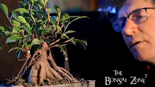 Pruning My Ginseng Ficus Bonsai The Bonsai Zone Dec 2020 [upl. by Muraida994]