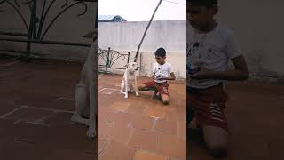 💥🐕dogsongdoglovers dog dogcomedy song comedy shortsfeed shortvideo like subscribe 💥🐕💯😂 [upl. by Cecilio290]