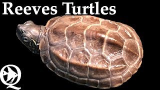 Reeves Turtle Setup [upl. by Tirrag26]