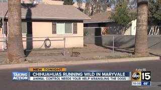 Chihuahuas Gone Wild in Arizona  Ridiculous News [upl. by Leamaj]