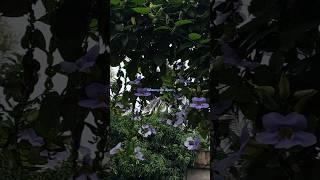 Thunbergia Grandiflora Vine  Beautiful Vine in my Balcony  Beautiful Purple Flower shorts yt [upl. by Eilahs]