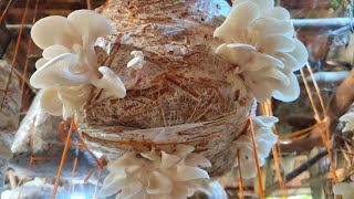 Village mom harvest oyster mushrooms for sale  Indian rural life harvesting this video topic [upl. by Lennahs]