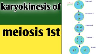 Phases of karyokinesis of meiosis 1 class 9 biologyLesson no30 [upl. by Alleuqram]