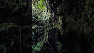 Through the jungle of Madeira 🤯📍 Levada Trail  Madeira 🇵🇹 [upl. by Ettelorahc]