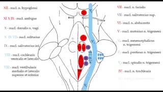 Ромбовидная ямка её рельеф проекция на неё ядер черепных нервов [upl. by Nohtanhoj]