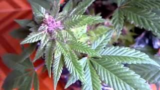 Outdoor Cannabis Grow Pakistan Chitral Kush 20120203 [upl. by Leoy]