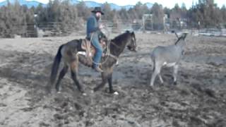 Cactus AQHA Buckskin  Roping the Donkey [upl. by Eleda]