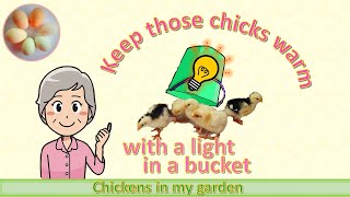 Keep chickens warm  put a light bulb in a bucket [upl. by Yraht]