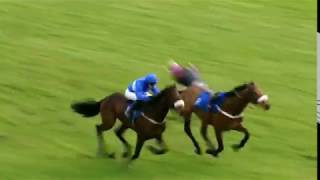 Horseracing thrills amp spills compilation [upl. by Acsisnarf570]