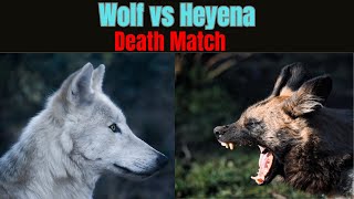 Pack of Wolves vs Pack of Hyenas Who Would Win [upl. by Krauss]