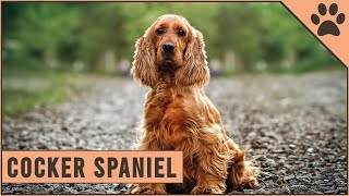 Cocker Spaniel  Dog Breed Information [upl. by Ellekcim731]