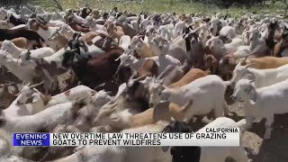 No kidding California overtime law threatens use of grazing goats to prevent wildfires [upl. by Nord265]