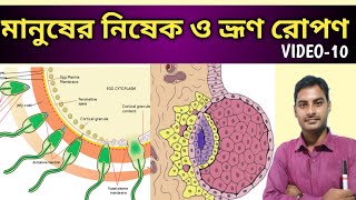 Process of Human Fertilization in Bengali  মানুষের নিষেক পদ্ধতি  Class 12  Human reproduction [upl. by Orlantha766]