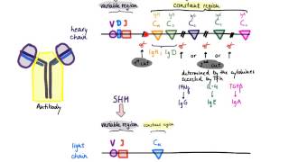 Brandls Basics Somatic hypermutation and class switch recombination [upl. by Ramon551]