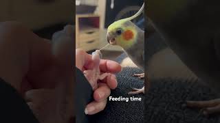 Trust is letting me hold your baby while you feed What a good papa cockatiels babyalert [upl. by Atillertse884]