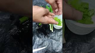 How to grow lucky bamboo from cuttingsshorts gardeningdly [upl. by Thgirw]