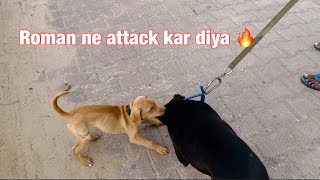 Roman ne micheal par attack kar diya 🔥  Raaz dog vlogs [upl. by Reifnnej]