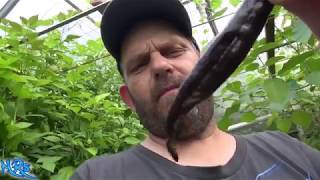 ⟹ Pasilla Bajio Pepper  Capsicum annuum  Pod Review 2019 [upl. by Pamela]