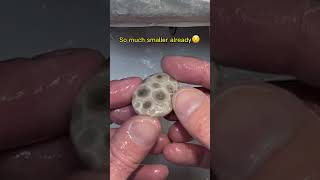 AMAZING Petoskey Stone TRANSFORMATION😲 [upl. by Pickering]