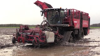 CichoreiBieten oogst 2024  Vervaet Q 616 op rupsen  Fendt 724 met Bergmann RRW 400  Tracks  wet [upl. by Ecnar]