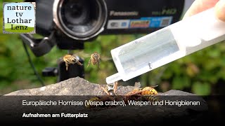 Hornissen Vespa crabro [upl. by Jeramey]