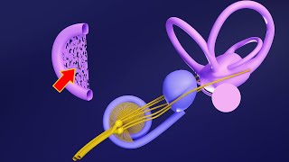 3D Embryology of Ear Part 1 Internal Ear  Semicircular Canals  Utricle Saccule and Cochlea [upl. by Gothard]