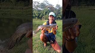 Trip nyorein mancing gabus haruan empangan video shorts [upl. by Nevla483]