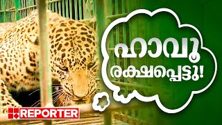 പുലിയെ കൂട്ടിലാക്കി RRT ദൗത്യം വിജയകരം  Tiger Rescue  Kollengode  Palakkad [upl. by Siravrat]