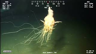 Siphonophore  Deep Sea Creature Caught On Tape  Nutty Putty [upl. by Jamal]