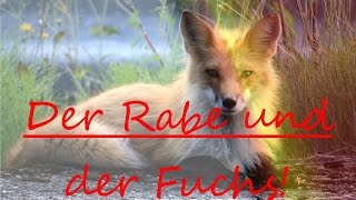 Der Rabe und der Fuchs LessingAesop [upl. by Selda385]